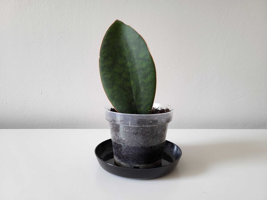 Sansevieria masoniana