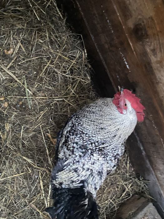 Sprzedam koguta kaczki