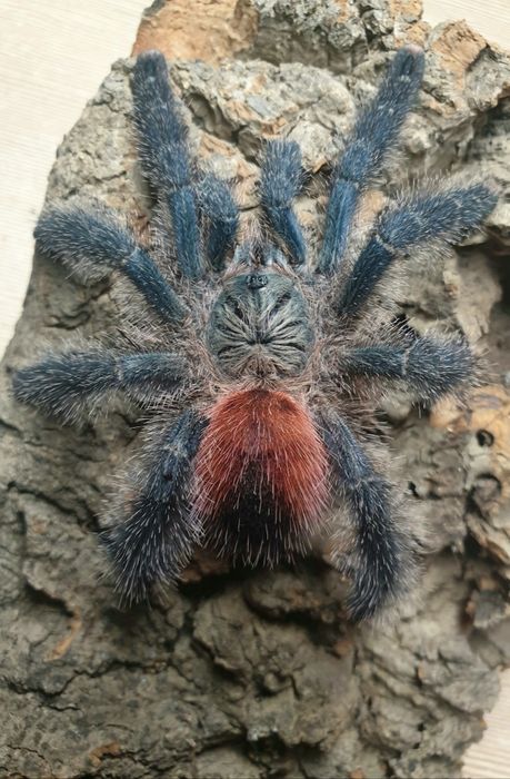 Avicularia variegata