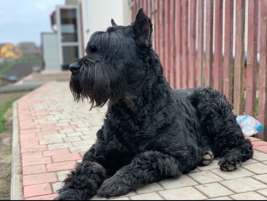 Щенки різен-шнауцер народженні 01.11.2025