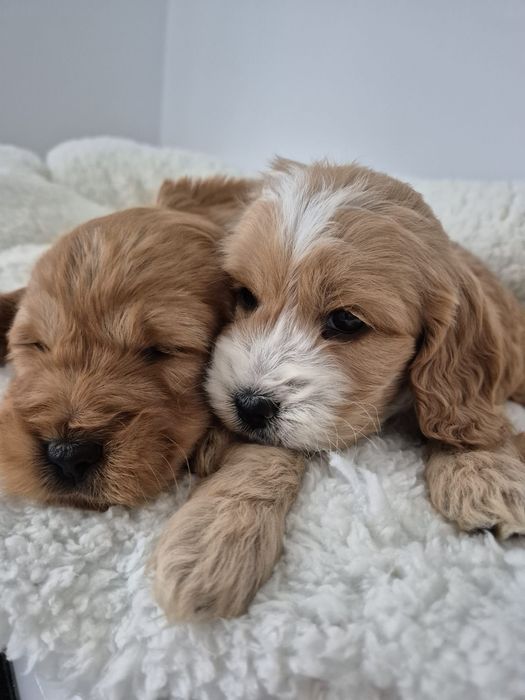 Cockapoo f1 Cocker spaniel & Pudel