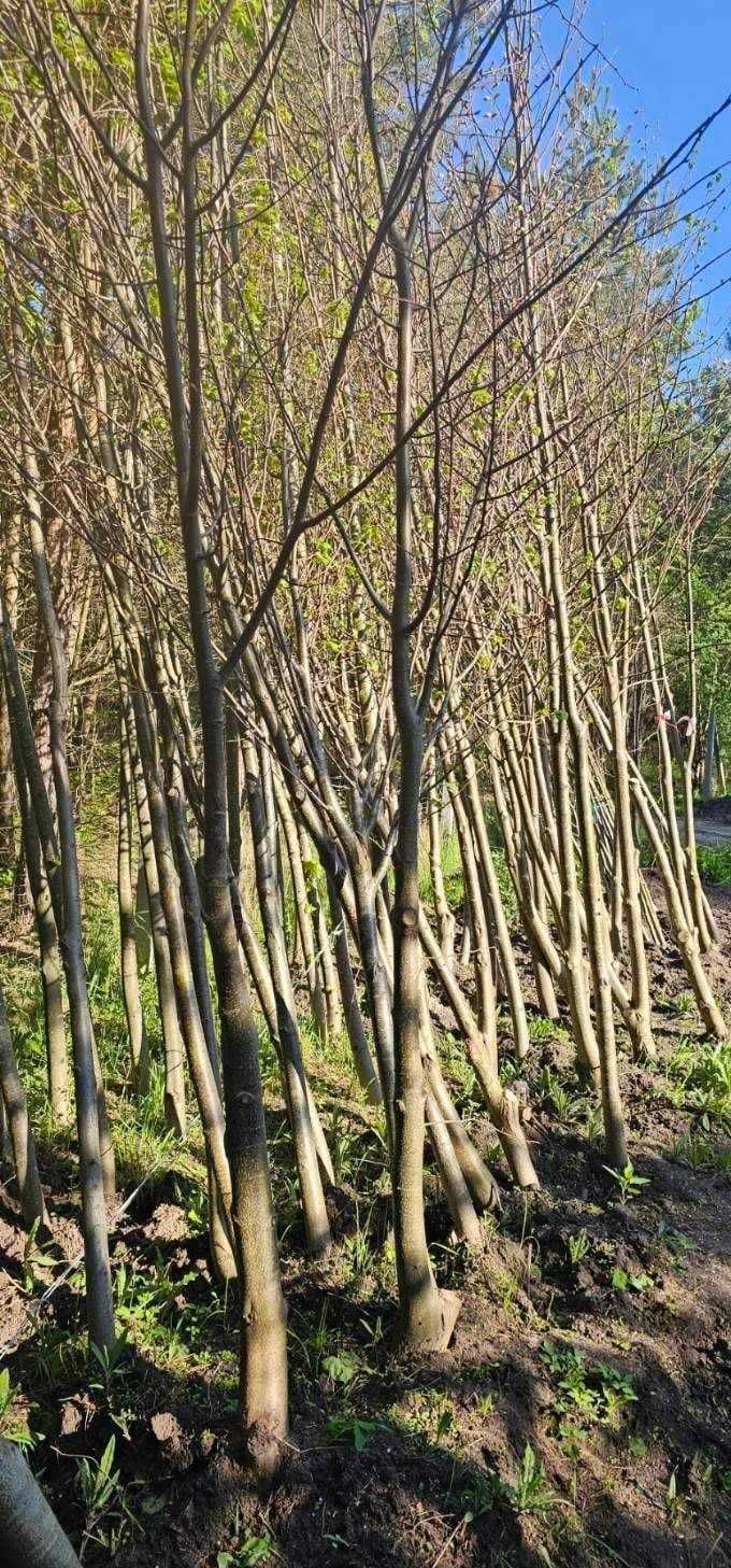 Miododajna lipa drobnolistna 16-18 cm. Nasadzenia zastępcze. Tilia.