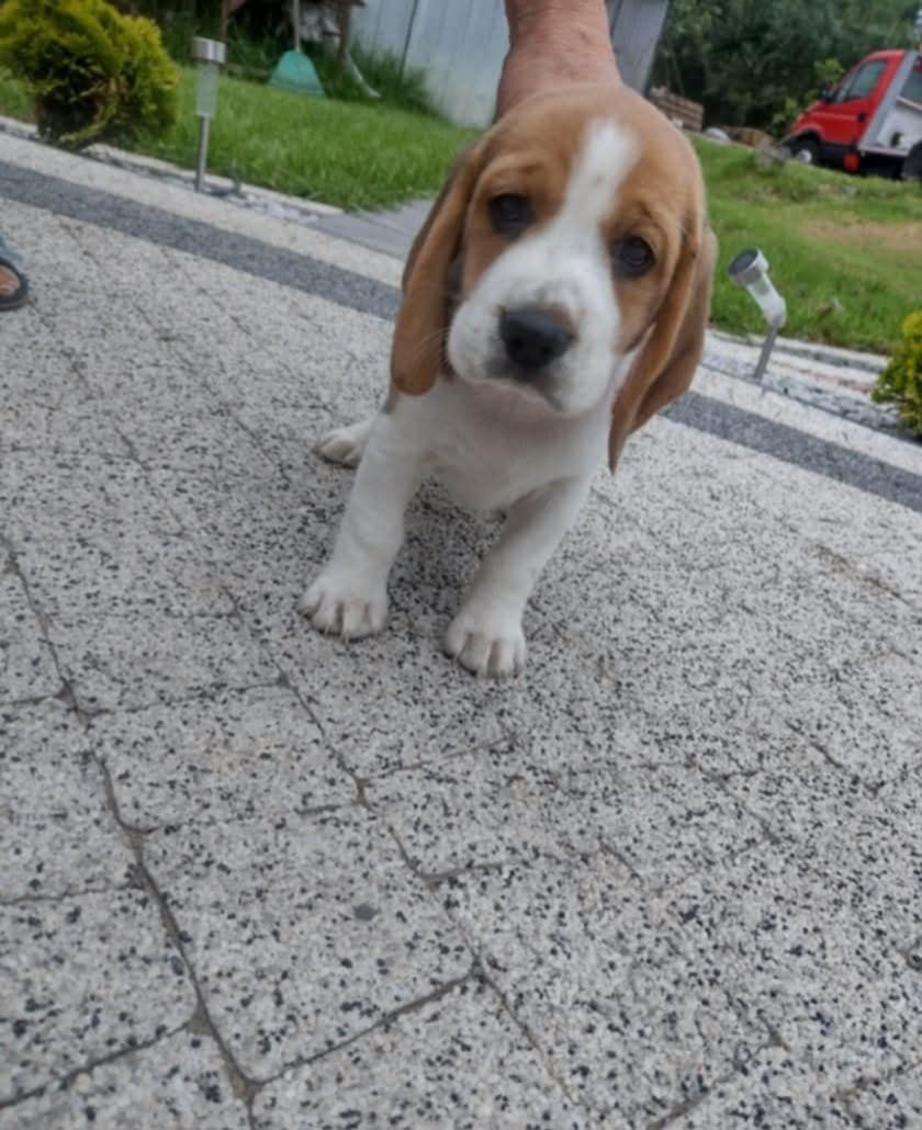 Szczeniak beagle GOTOWY DO ODBIORU