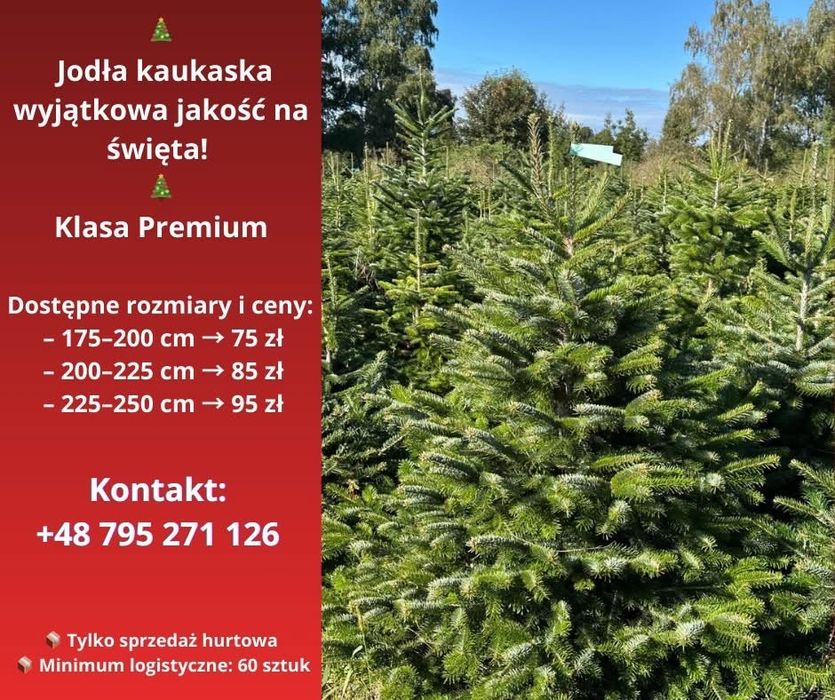 Jodła kaukaska wyjątkowa jakość na Święta