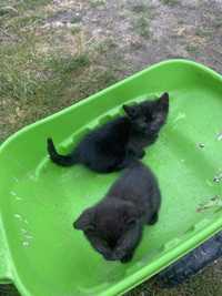 Oddam małe czarne kociaki