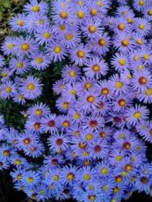 Астра новобельгійська ( морозець)