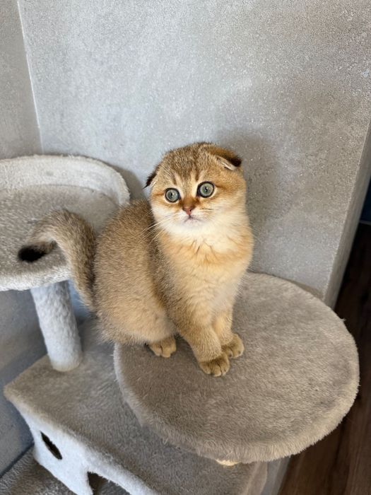 Zwisłoucha szkocka szynszyla, dziewczynka