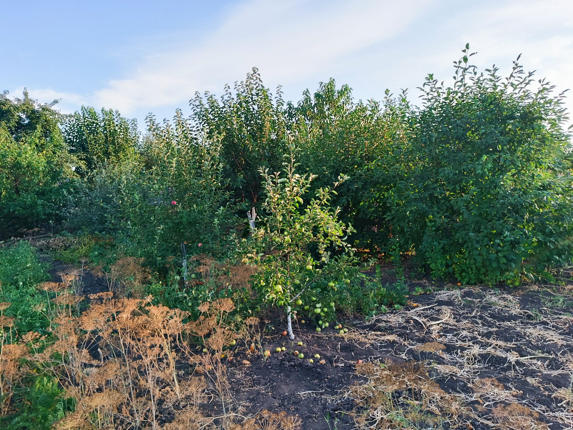 Земельна ділянка