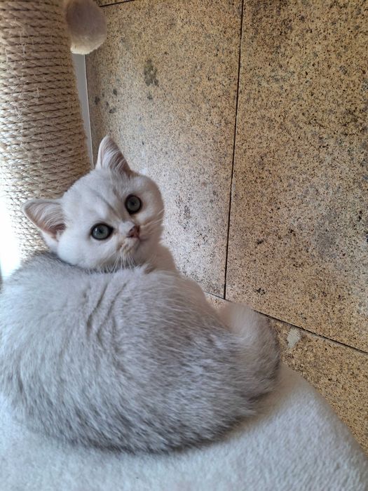 Gatinha British Shorthair