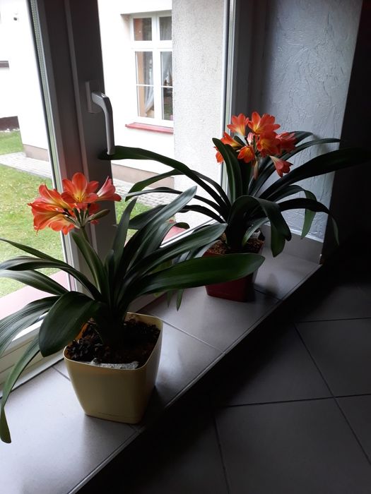 Cliwia.Kliwia kwiat doniczkowy .