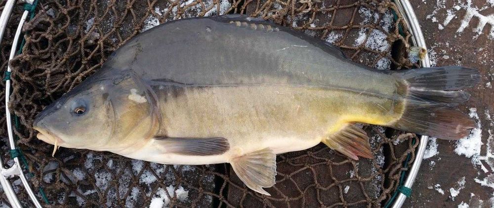 narybek karp tarlaki 2,5- 3kg zarybienie staw