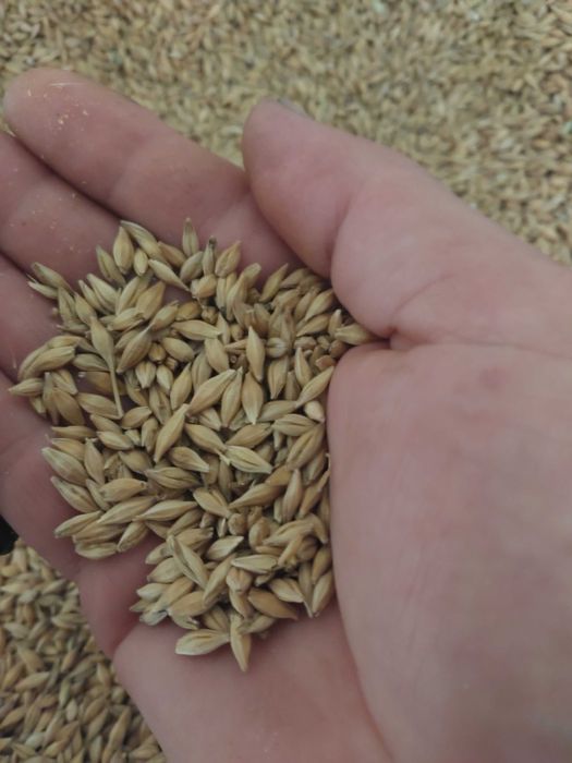 Sprzedam jęczmień ze zbioru 2025r.