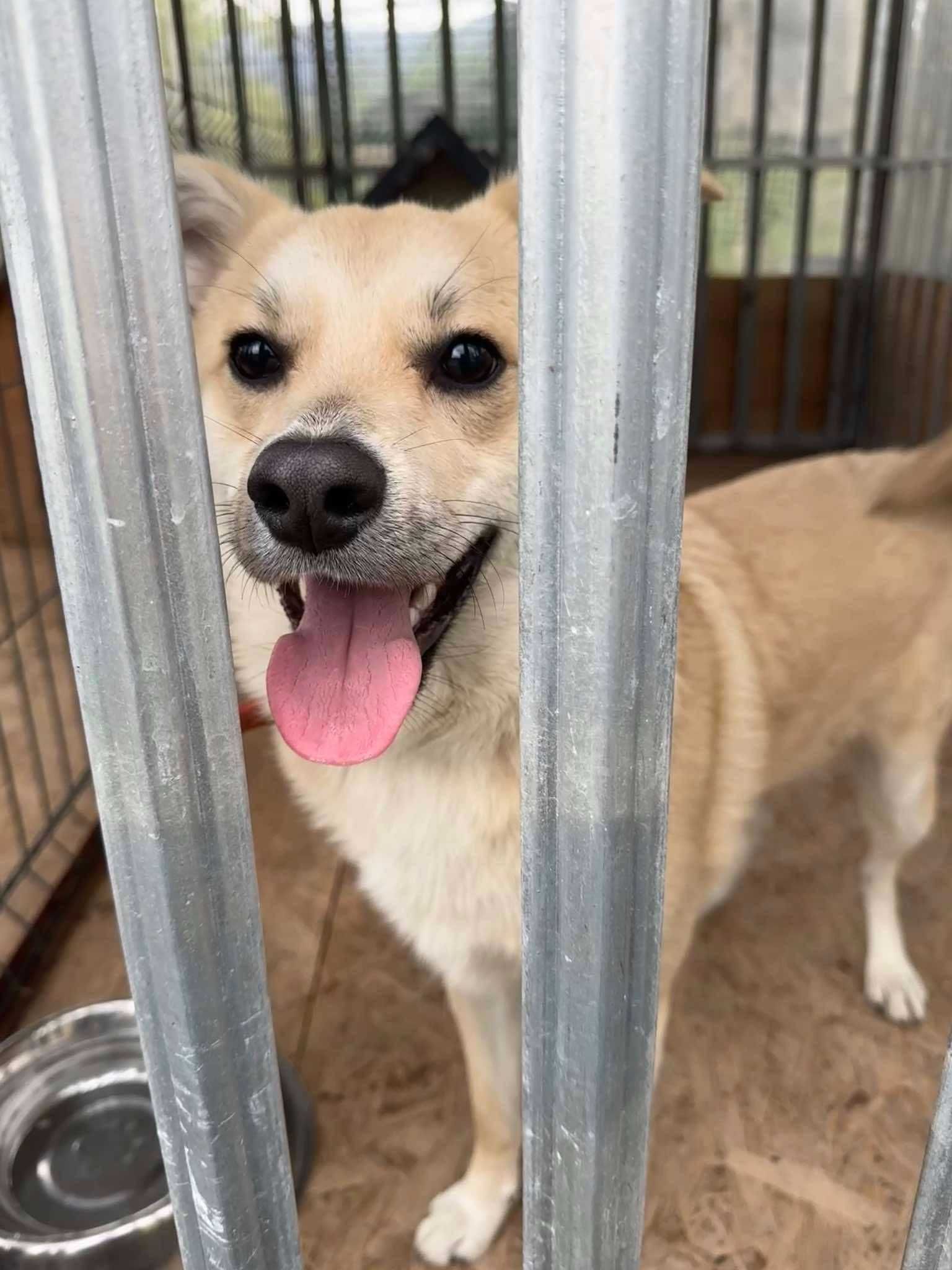 Słodziak do adopcji