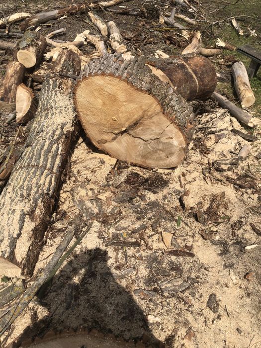 Спилюем аварійні дерева