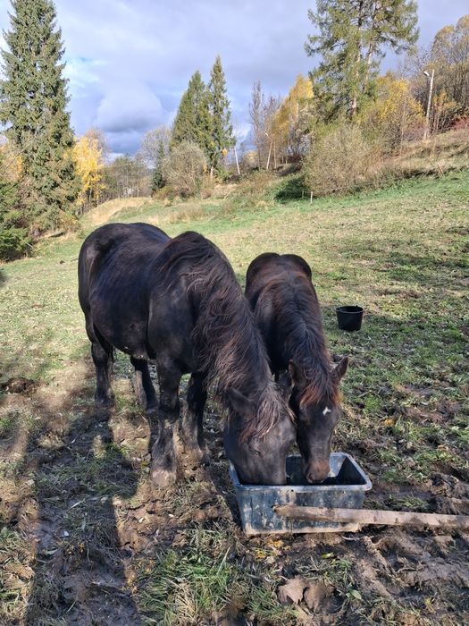 Sprzedam klacz z źrebakiem