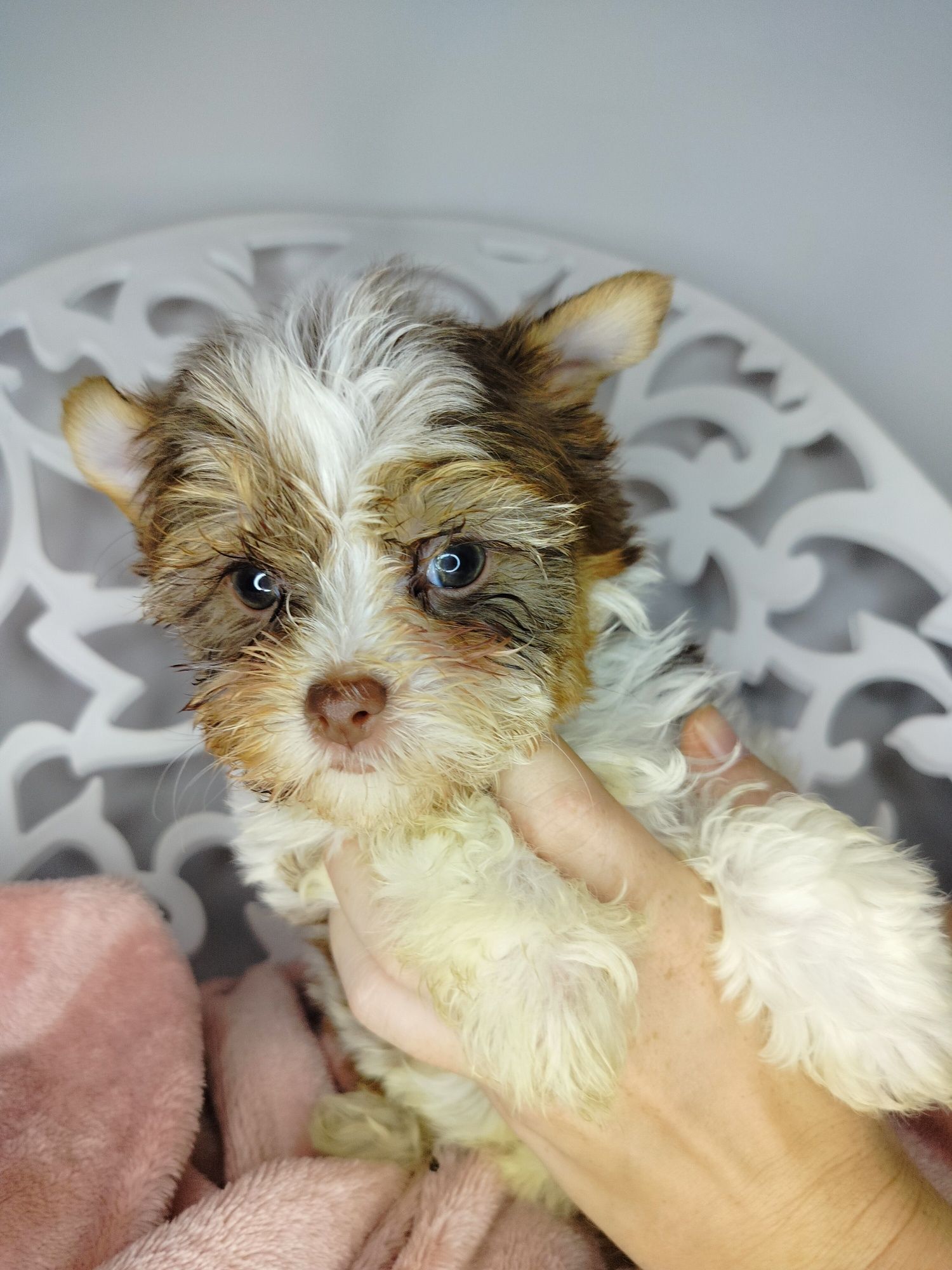 Yorkshire Terrier, White Ocean Pearl, suka