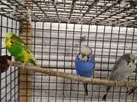 Papugi faliste - młode/ pary lęgowe
