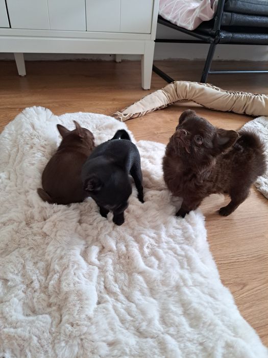 Długowłosy czekoladowy piesek Chihuahua z rodowodem