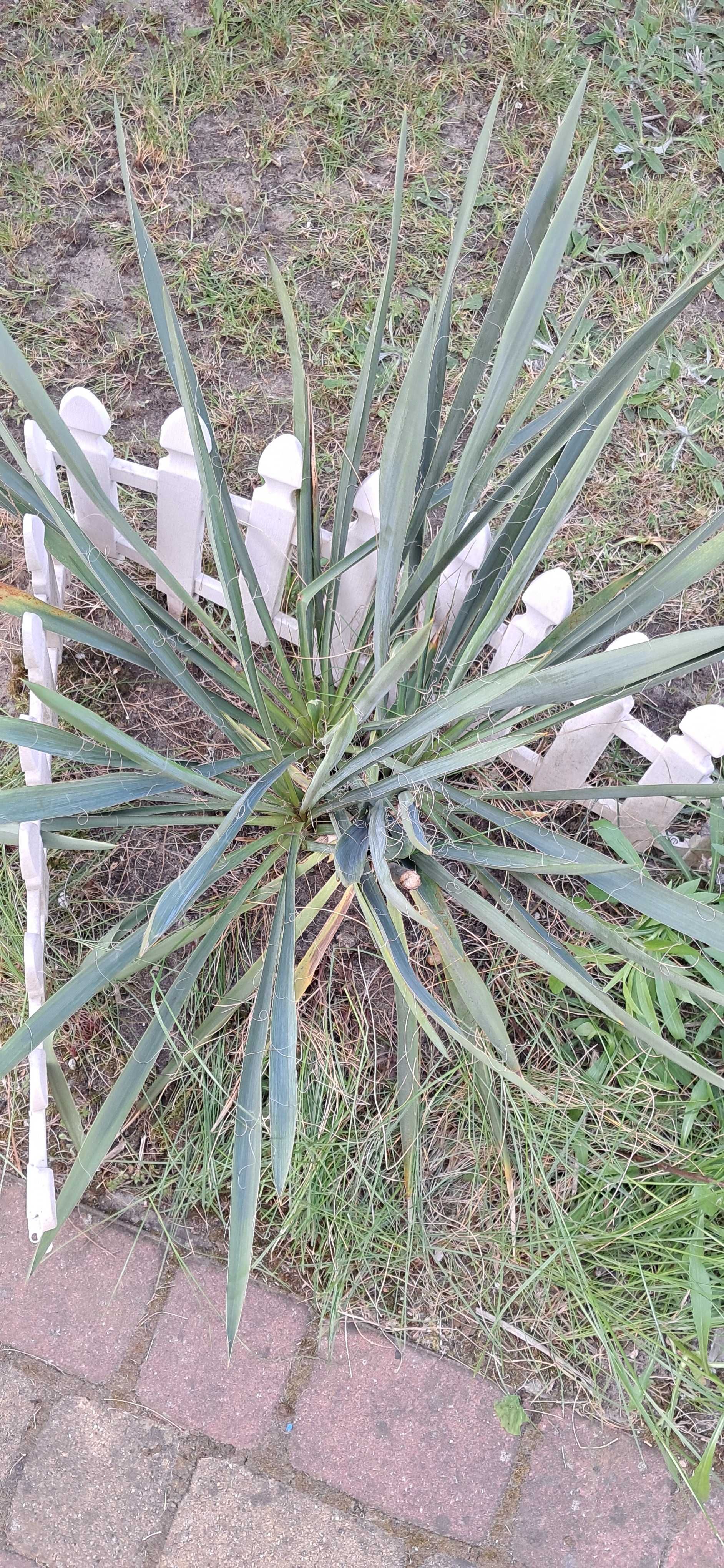 Jukka Juka Karolińska ogrodowa Yucca