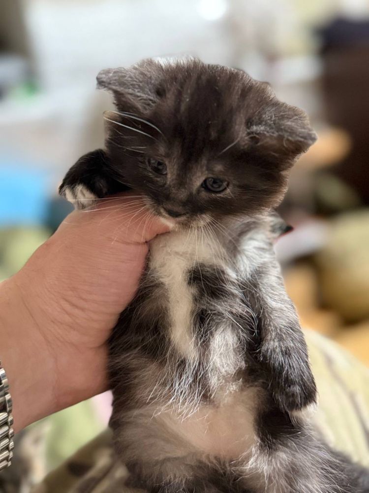 Кошенята шукають любячий дім