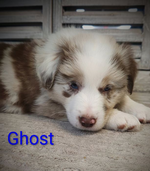 Border collie piesek red merle przebadani rodzice do odbioru