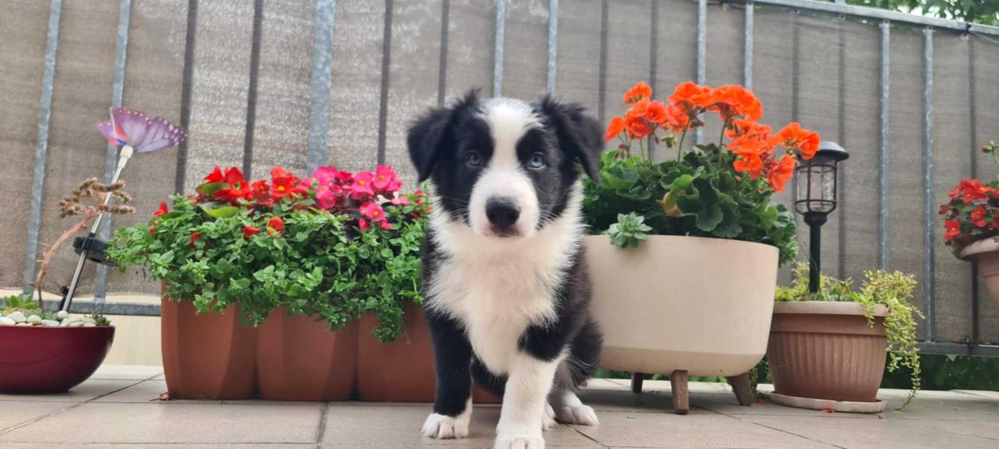 Szczeniak Border Collie