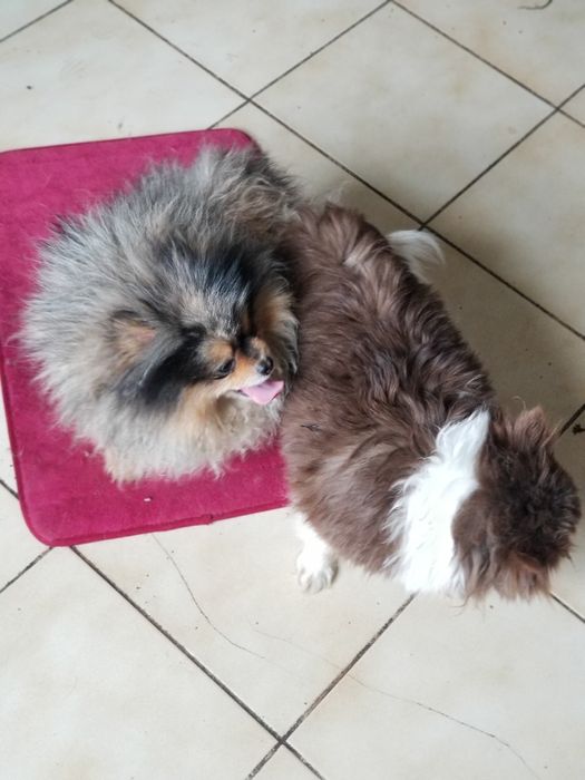 Вязка!Померанский шпиц мальчик