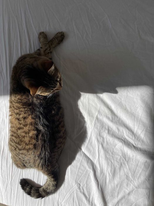 Віддам кішку Ніккі у добрі руки