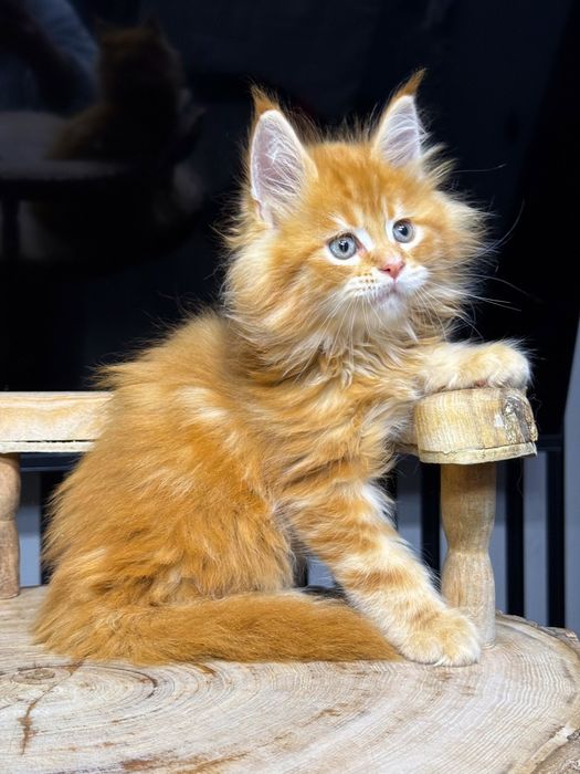 Мейн кун червоне золото хлопчик