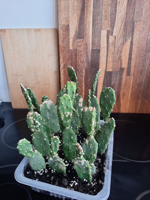 Kaktus Opuncja – zdrowa i łatwa w uprawie!