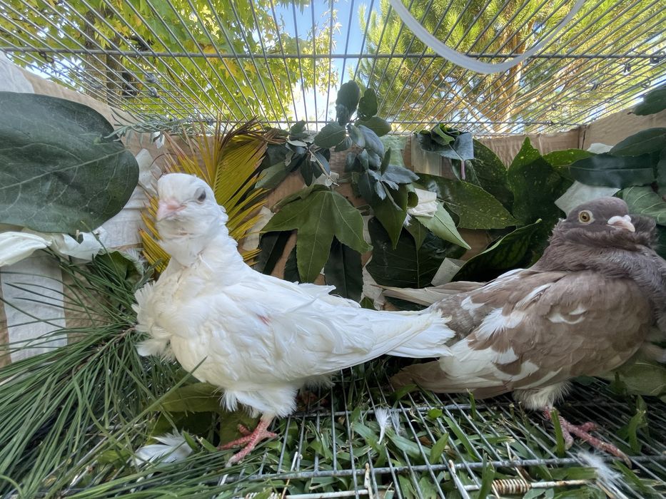 Pombos gravatinha chinesa