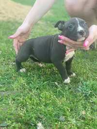 American Pitbull Terierr suka 3