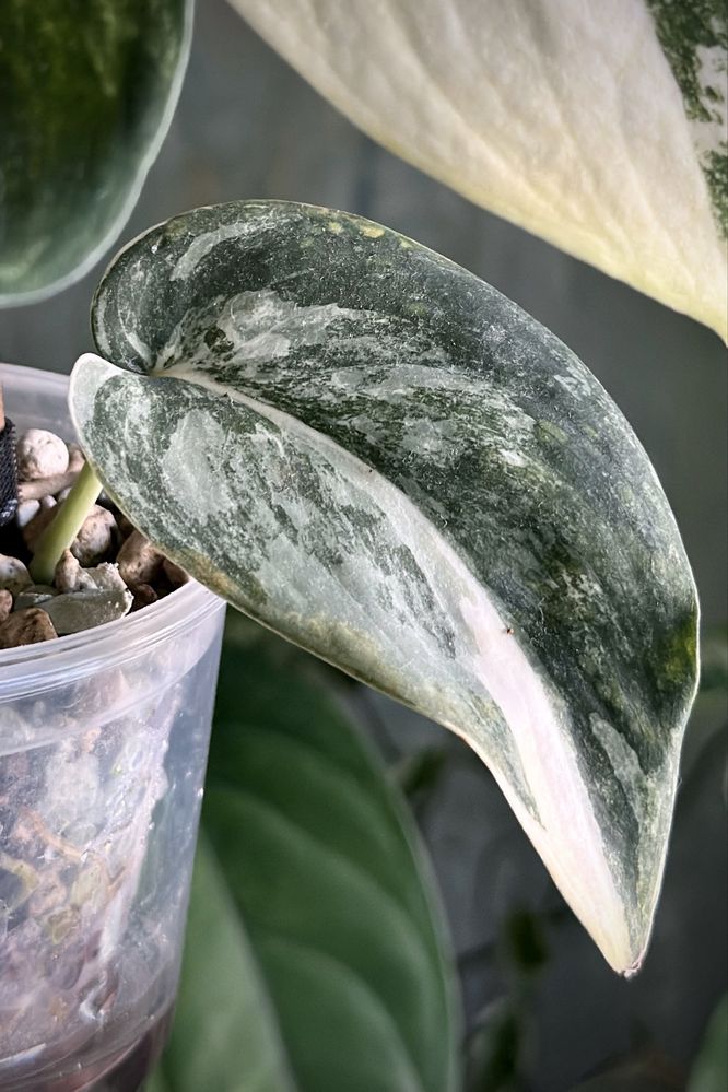 Scindapsus Jade Satin variegata - kolekcjonerska roślina, świetne geny