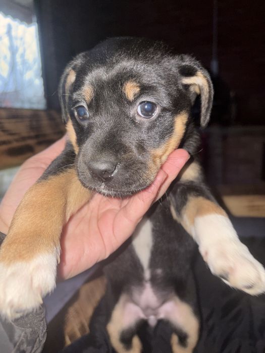 Метис пітбуль безкоштовно