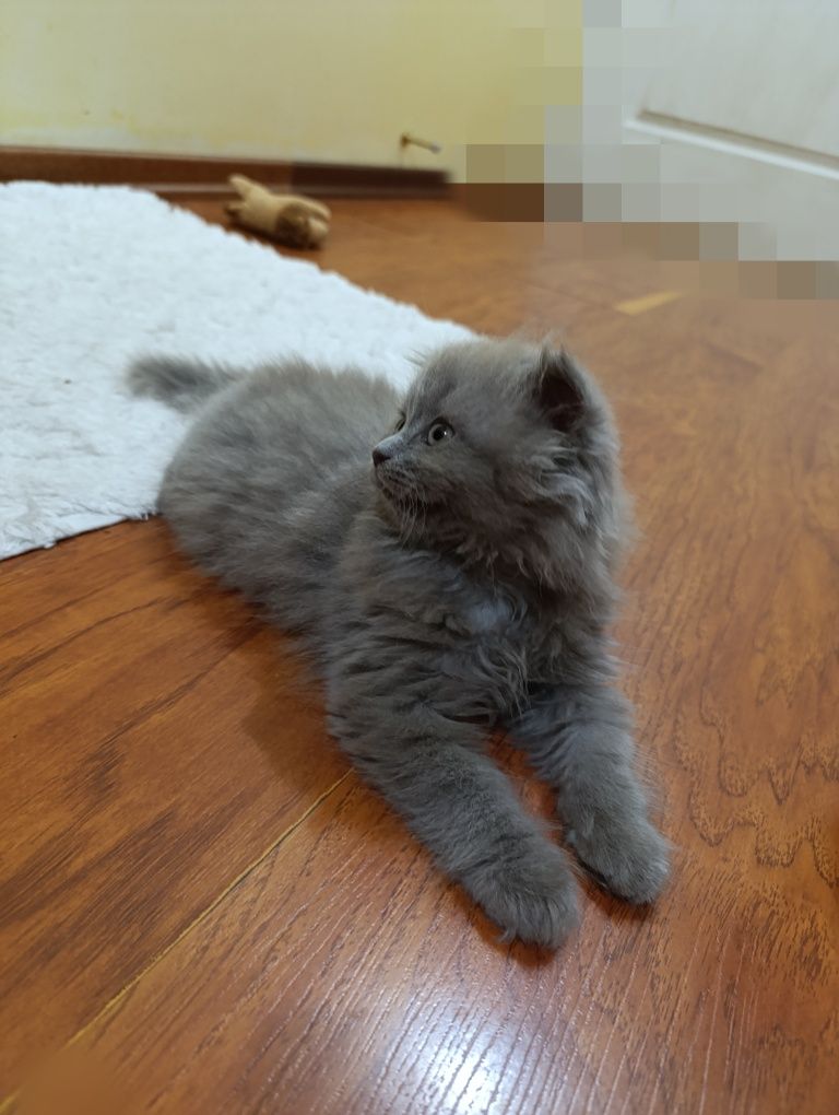 Котёнок  Хайленд фолд