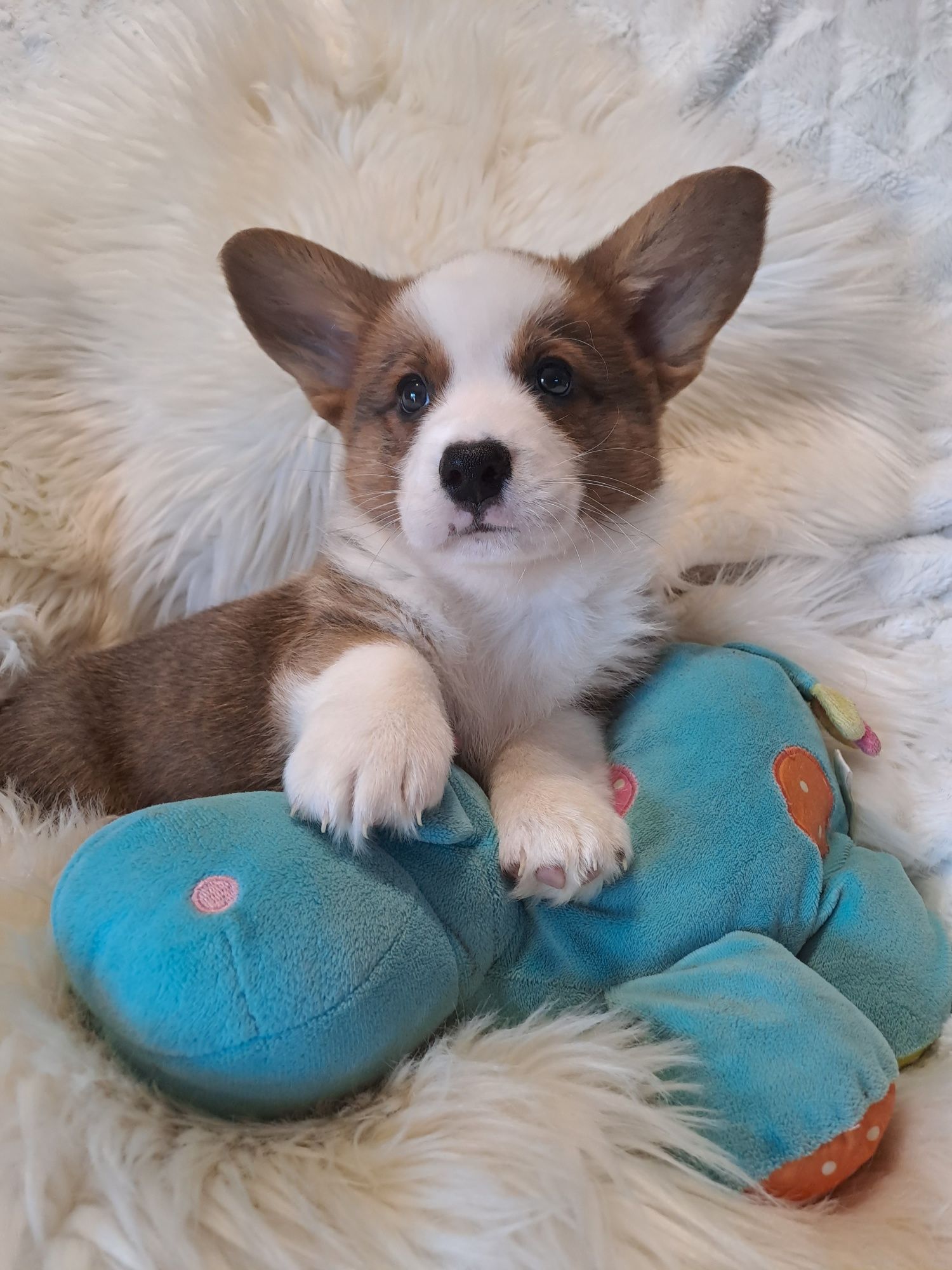 *FRUGO*WELSH CORGI CARDIGAN **śliczny piesek gotowy do zmiany opiekuna