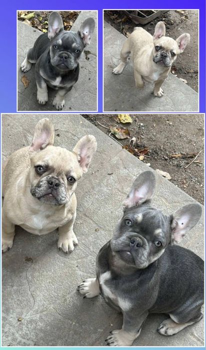 Одни на миллион такие красотуны голубые и крем