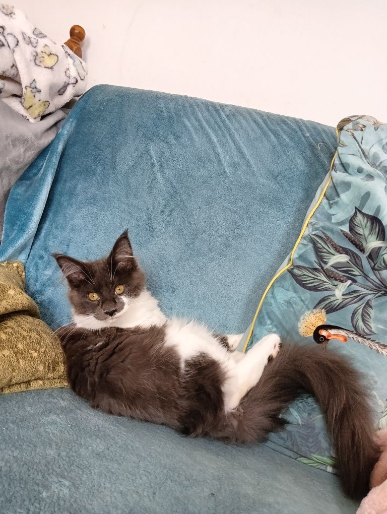Maine coon niebieska solidka z białym kotka rodowód FPL