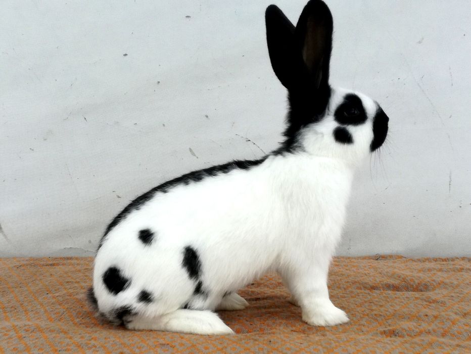 Немецкий строкач