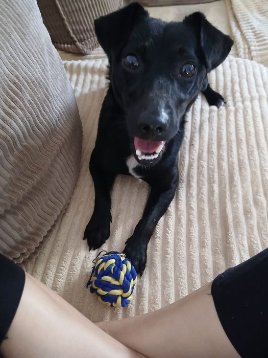 Cudowny mini aniołek Aron do adopcji