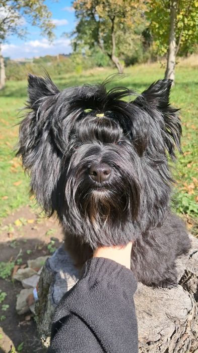 York black duży  Picasso