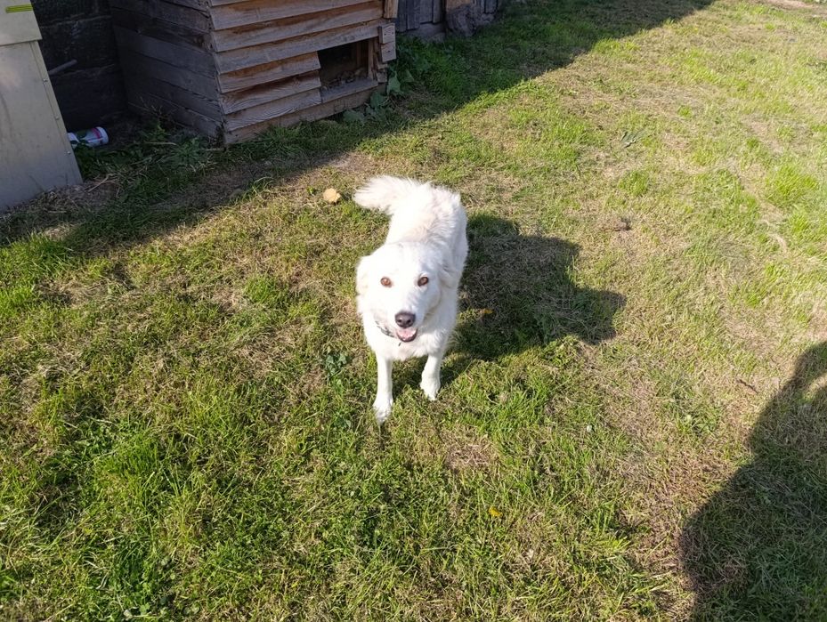 Oddam suczke w dobre ręce