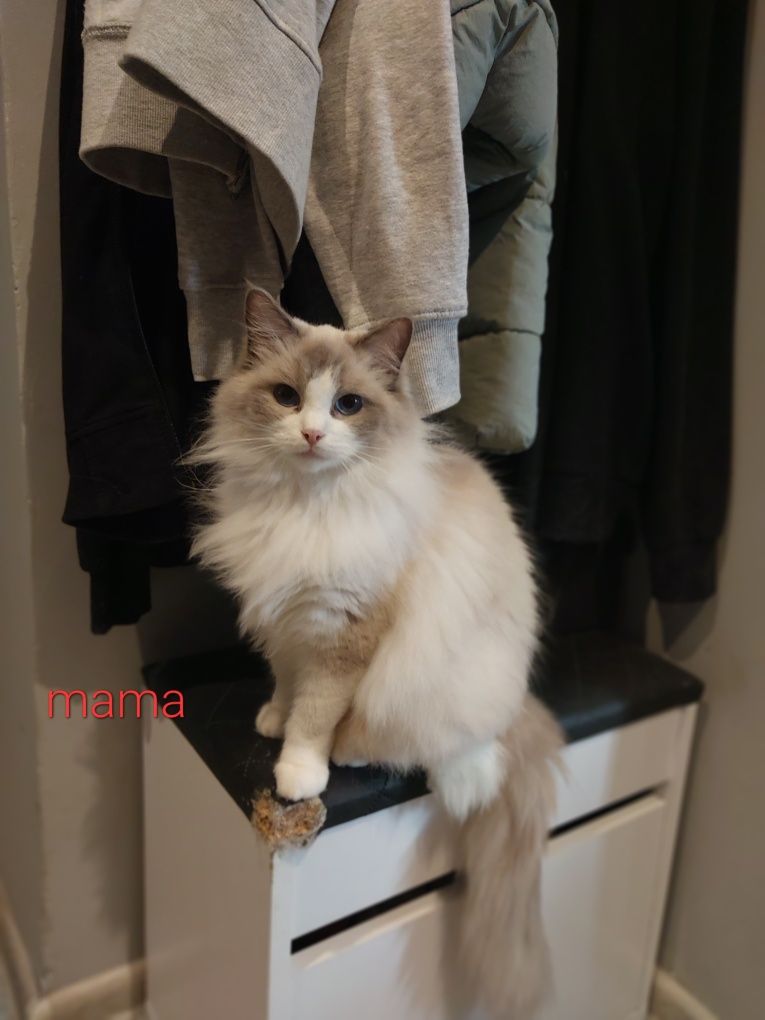 Ragdoll Kocurek gotowy do odbioru