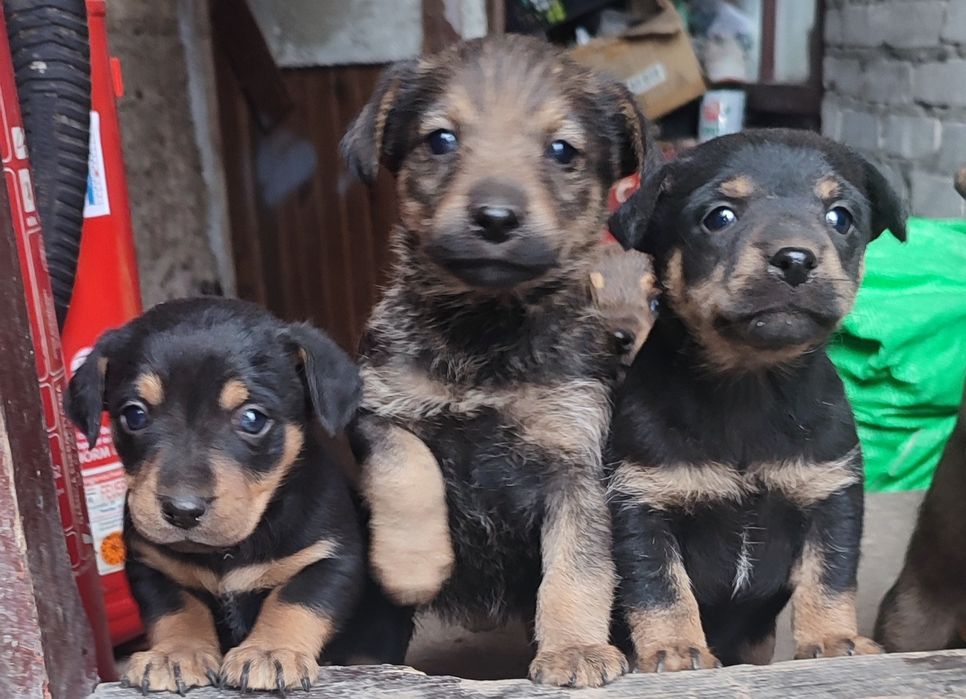 Pies szczeniak piesek suczka myśliwski