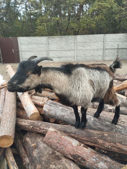 Кізонька 9 місяців