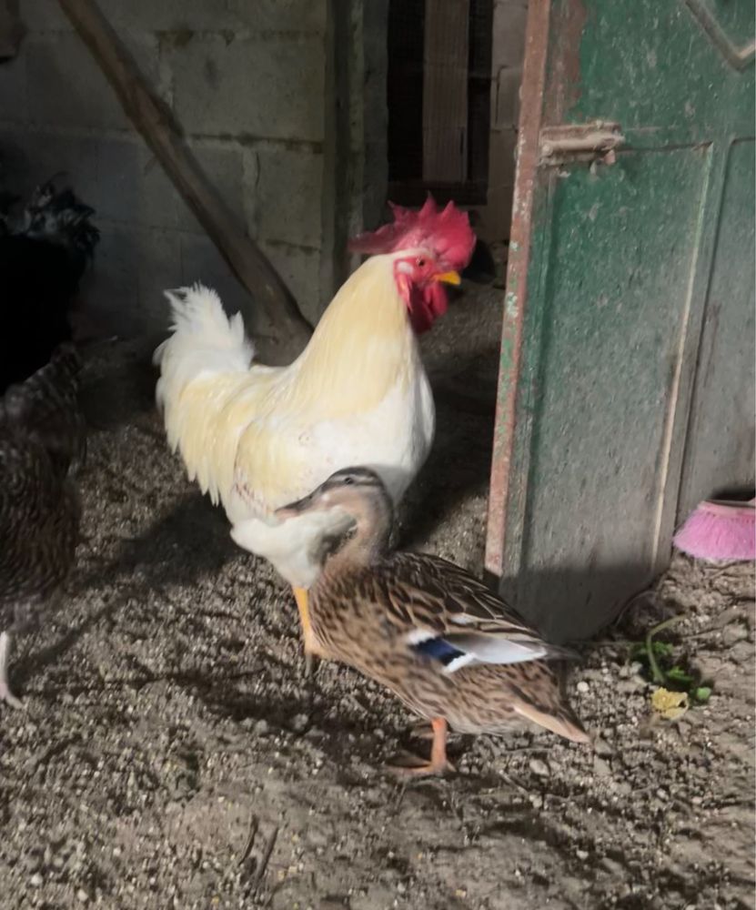 Pato bravo até 10 patos