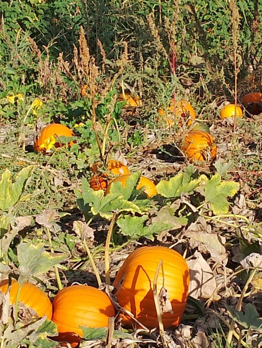 Гарбузи для творчості