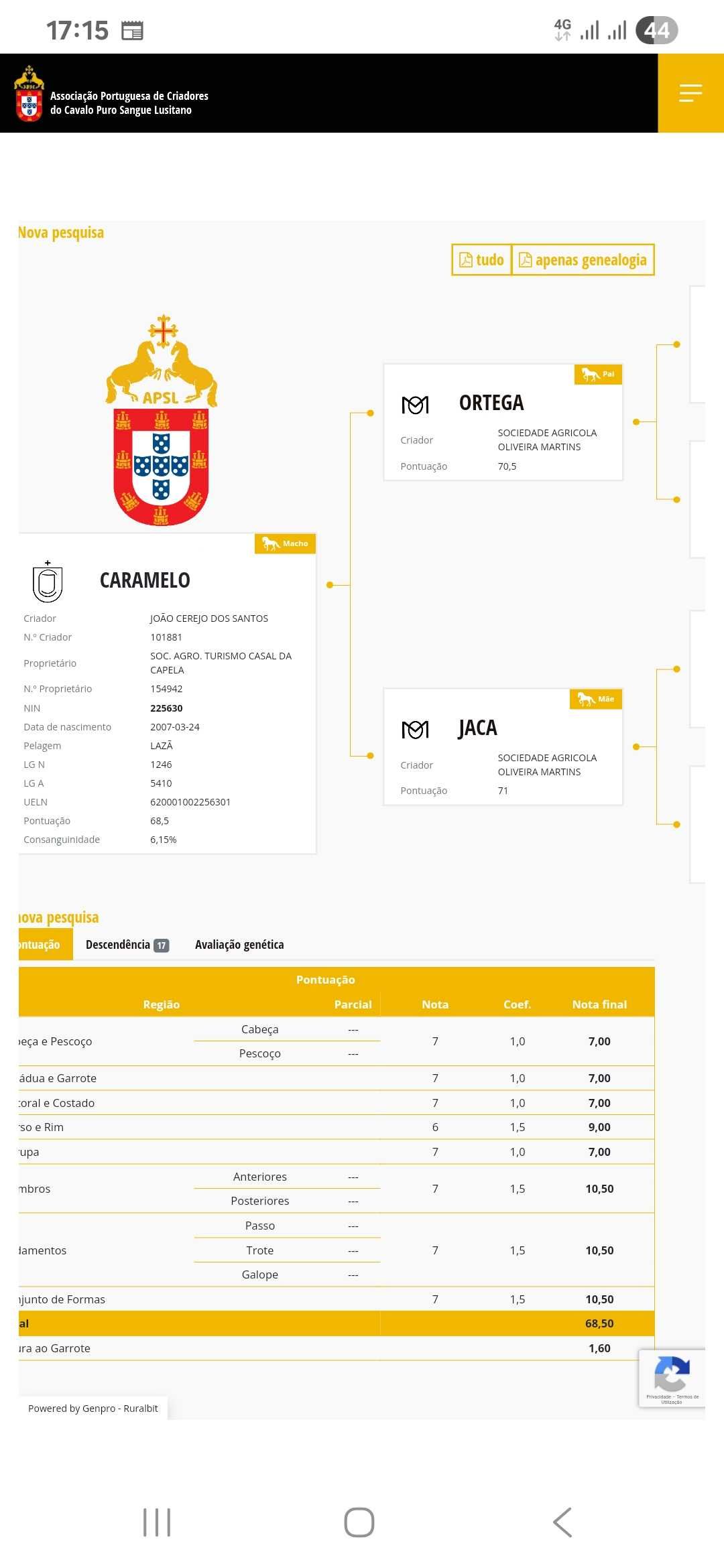 Poldra lusitana laza com 3 anos.