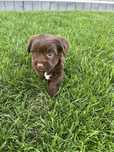 Dark Choco Yorkshire Terrier