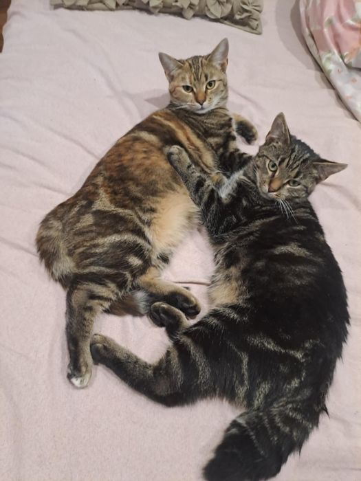 Koty pilnie szukają domu !!